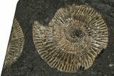 Fossil Ammonite (Dactylioceras) Cluster - Posidonia Shale, Germany #353540-1